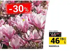 Merkury Market Magnolia oferta