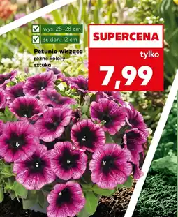Kaufland Petunia oferta