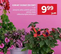 Stokrotka Kwiat ogrodowy Hybrid oferta