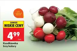 Biedronka Rzodkiewka trzy kolory oferta