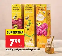 Biedronka Pożytek pszczeli Rozchodnik oferta