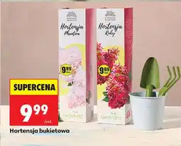 Biedronka Hortensja Phantom bukietowa oferta