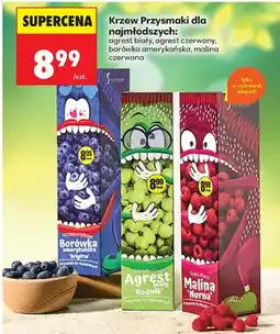 Biedronka Agrest biały oferta