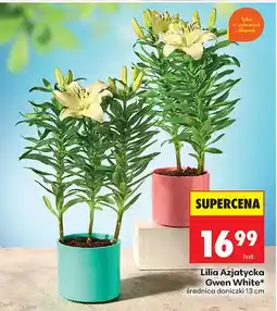 Biedronka Lilia azjatycka Gwen White oferta