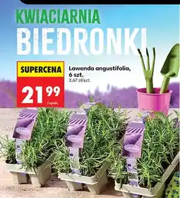 Biedronka Lawenda angustifolia oferta