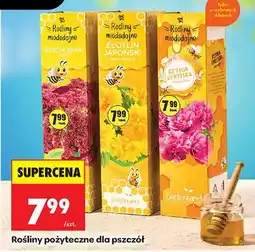 Biedronka Rośliny pożyteczne dla pszczół Rozchodnik oferta