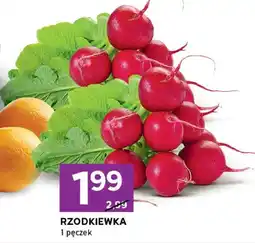 Stokrotka Rzodkiewka oferta