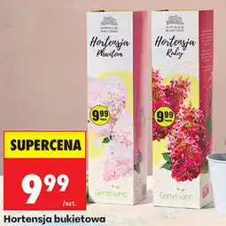 Biedronka Hortensja bukietowa oferta