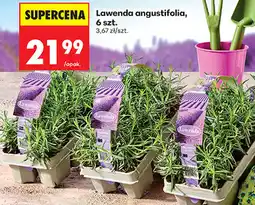 Biedronka Lawenda angustifolia, 6 szt oferta