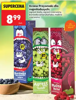 Biedronka Krzew Przysmaki dla najmłodszych oferta