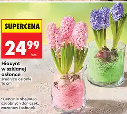 Biedronka Hiacynt w szklanej osłonce oferta