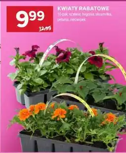 Stokrotka Market Kwiaty rabatowe oferta