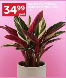 Stokrotka Market Kwiat doniczkowy Calathea Trio Star oferta