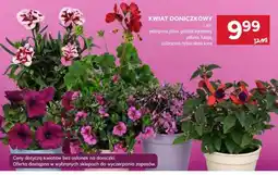 Stokrotka Market Kwiat doniczkowy oferta