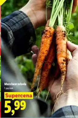 Lidl Marchew młoda oferta