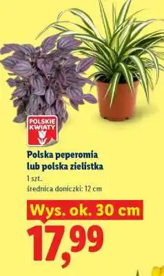 Lidl Polska peperomia lub polska zielistka oferta