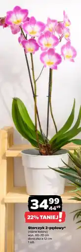 Netto Storczyk oferta