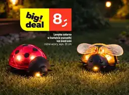 Dealz Lampka solarna w kształcie pszczółki lub biedronki oferta