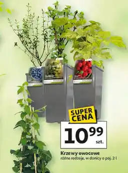 Auchan Drzewko owocowe oferta