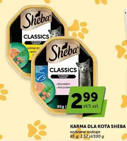 ABC Karma dla kota wybrane rodzaje oferta