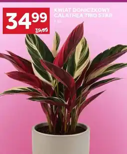 Stokrotka Kwiat doniczkowy Calathea Trio Star oferta