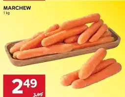 Stokrotka MARCHEW oferta