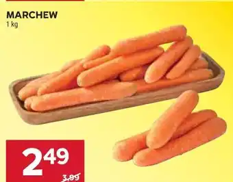 Stokrotka MARCHEW oferta