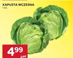 Stokrotka KAPUSTA WCZESNA oferta