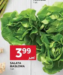 Stokrotka SAŁATA MASŁOWA 1 szt oferta