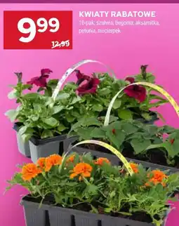 Stokrotka Kwiaty rabatowe 10-pak oferta