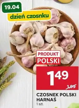 Stokrotka CZOSNEK POLSKI HARNAŚ 1 szt oferta