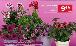 Stokrotka Kwiat doniczkowy oferta