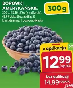 Stokrotka BORÓWKI AMERYKAŃSKIE oferta