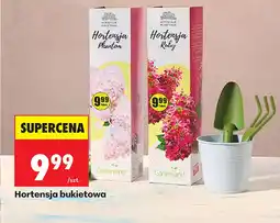 Biedronka Hortensja oferta