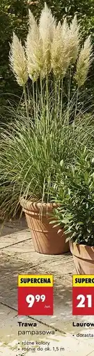 Biedronka Trawa pampasowa oferta