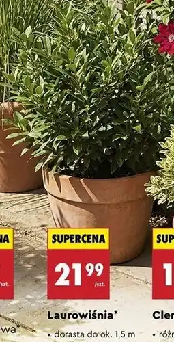 Biedronka Laurowiśnia oferta