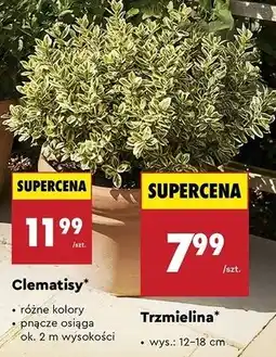 Biedronka Trzmielina oferta