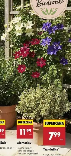 Biedronka Clematisy oferta