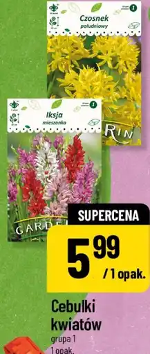 Polomarket Cebulki kwiatów grupa 1 oferta