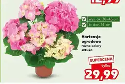 Kaufland Hortensja ogrodowa różne kolory sztuka oferta