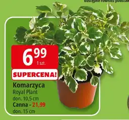 E.Leclerc Komarzyca Royal Plant oferta