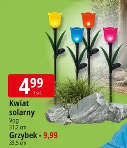 E.Leclerc Kwiat solarny Vog oferta