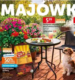 E.Leclerc Pelargonia rabatowa/bluszczolistna/Surfinia Royal Plant oferta