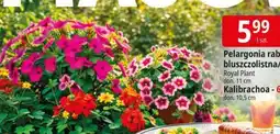 E.Leclerc Pelargonia rabatowa/ bluszczolistna/Surfinia Royal Plant don. 11 cm oferta