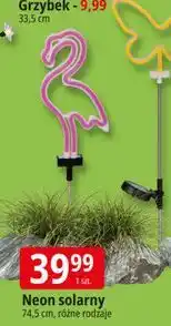 E.Leclerc Neon solarny 74,5 cm, różne rodzaje oferta