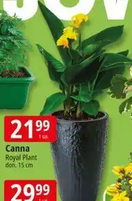 E.Leclerc Canna Royal Plant don. 15 cm oferta