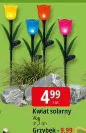 E.Leclerc Kwiat solarny 31,2 cm oferta