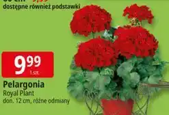 E.Leclerc Pelargonia Royal Plant don. 12 cm, różne odmiany oferta