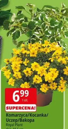 E.Leclerc Komarzyca/Kocanka/Uczep/Bakopa Royal Plant don. 10,5 cm oferta
