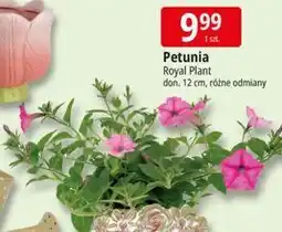 E.Leclerc Petunia Royal Plant don. 12 cm, różne odmiany oferta